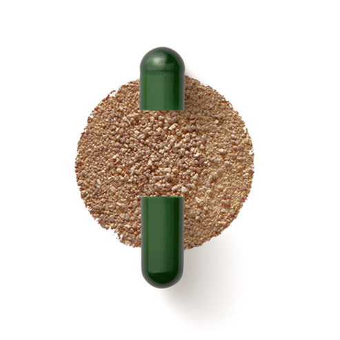 Seed Labs Daily Synbiotic